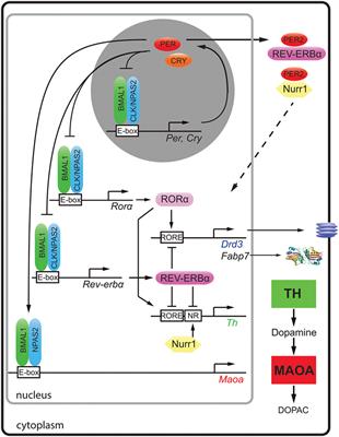 Molecular Mechanisms in Mood Regulation Involving the Circadian Clock